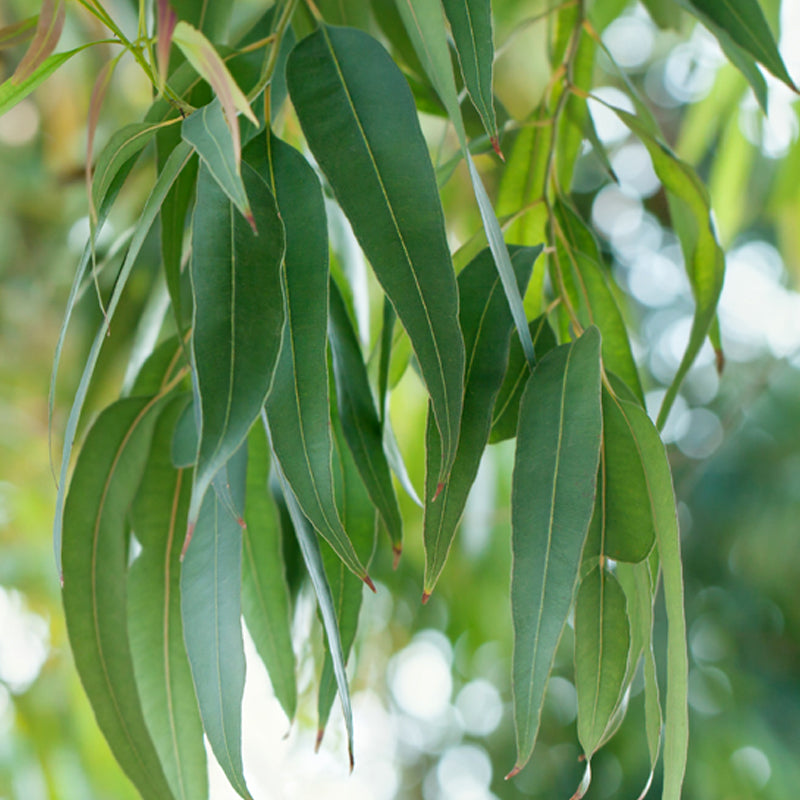 بلسم لنزلات البرد والسعال