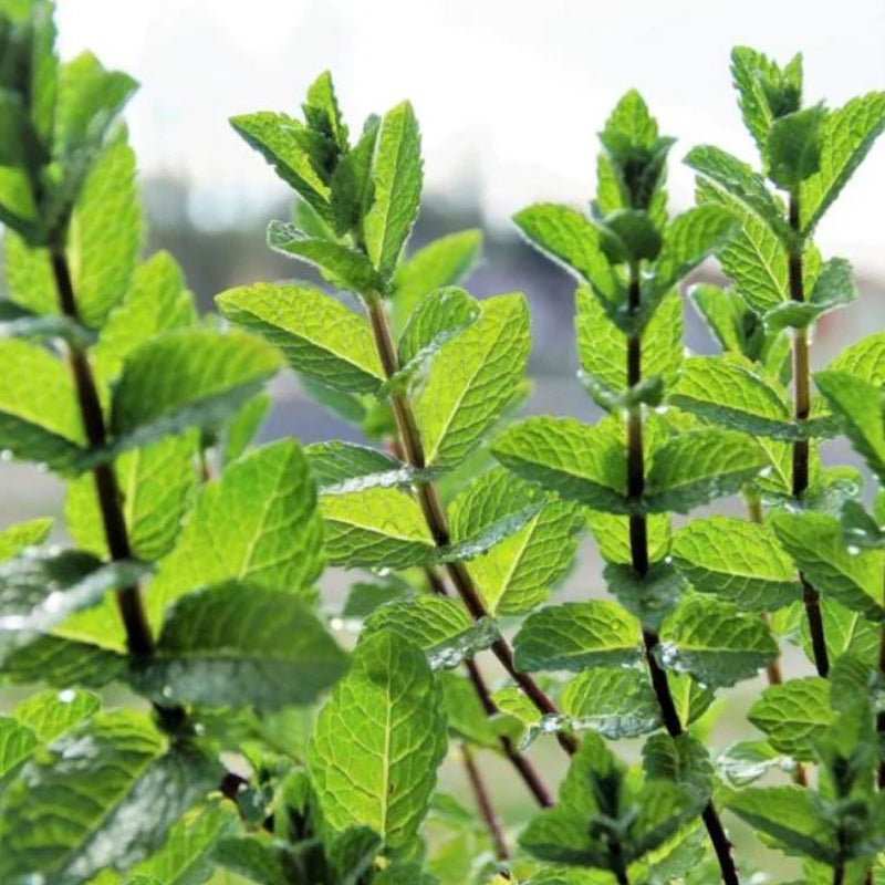 بلسم لنزلات البرد والسعال