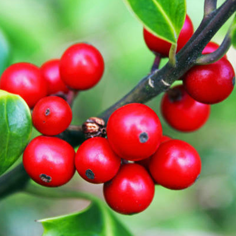 بلسم لنزلات البرد والسعال