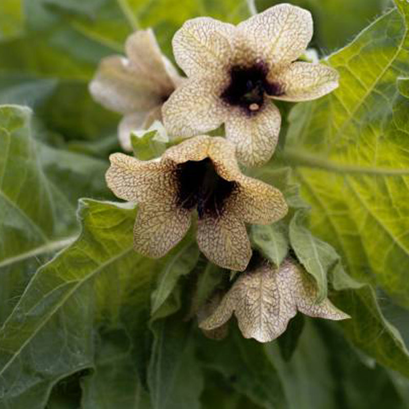 بلسم لنزلات البرد والسعال