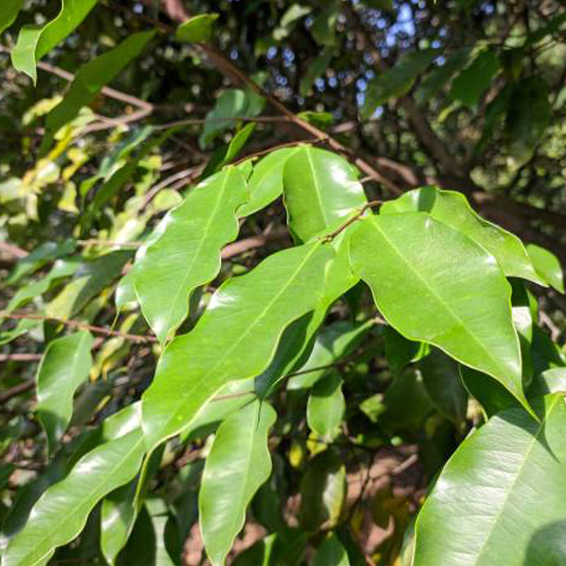 بلسم لنزلات البرد والسعال