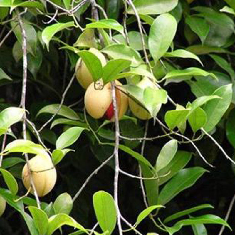 بلسم لنزلات البرد والسعال