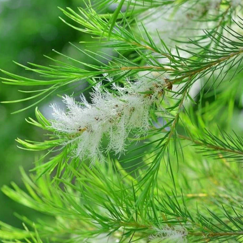 بلسم لنزلات البرد والسعال